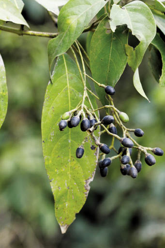 แหลบุก Phoebe lanceolata (Wall. ex Nees) Nees<br/>LAURACEAE